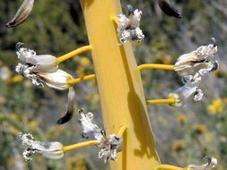 Sivun Caulanthus inflatus S. Watson kuva