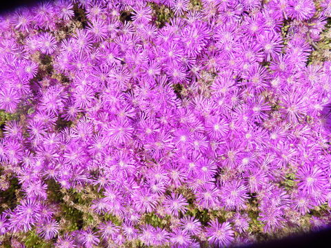 Imagem de Drosanthemum floribundum (Haw.) Schwant.