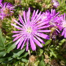 صورة Drosanthemum