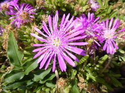 Image of showy dewflower