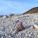 Image of Mohave Fishhook Cactus