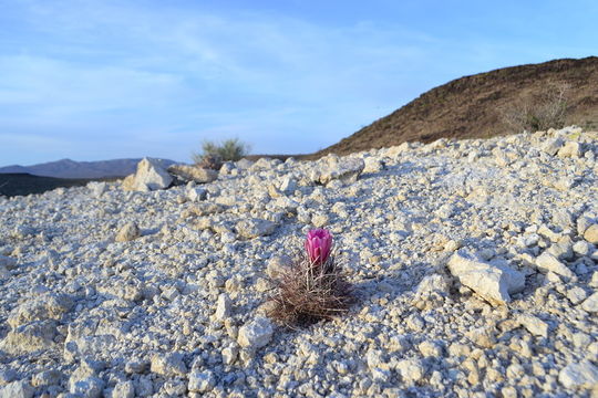 Image de Sclerocactus polyancistrus (Engelm. & J. M. Bigelow) Britton & Rose