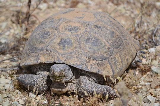 Image of desert tortoise