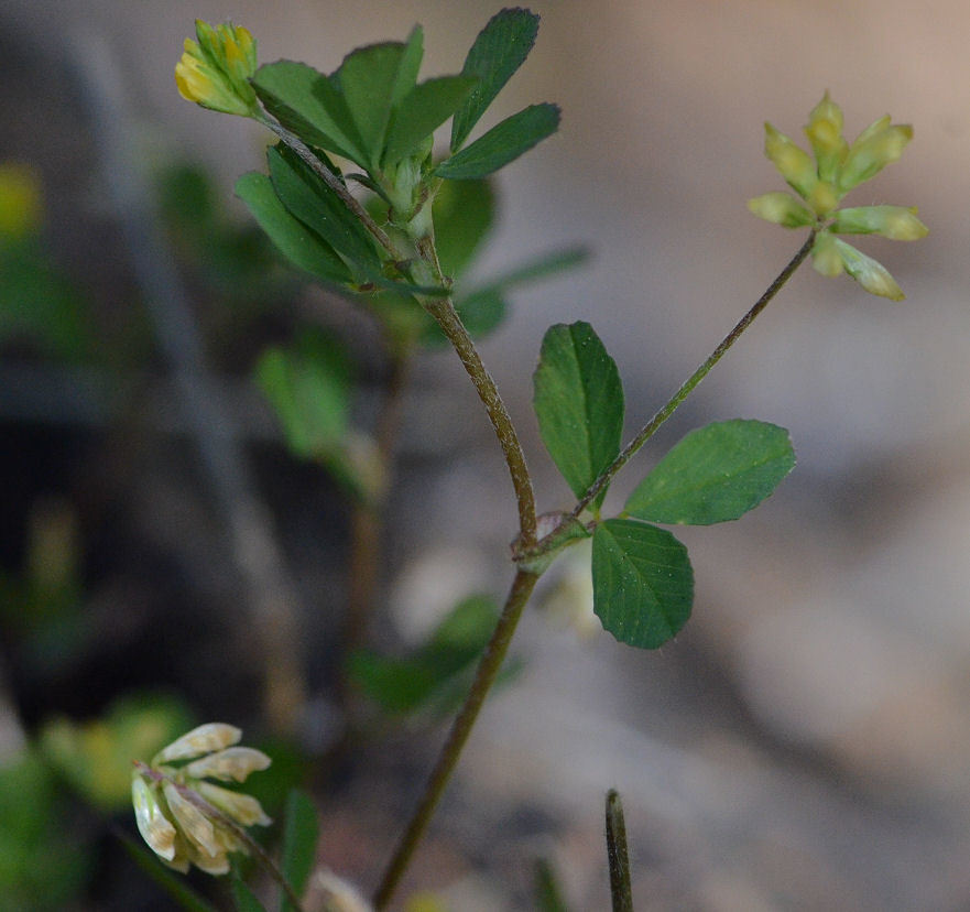 Image of Lesser Hop Trefoil