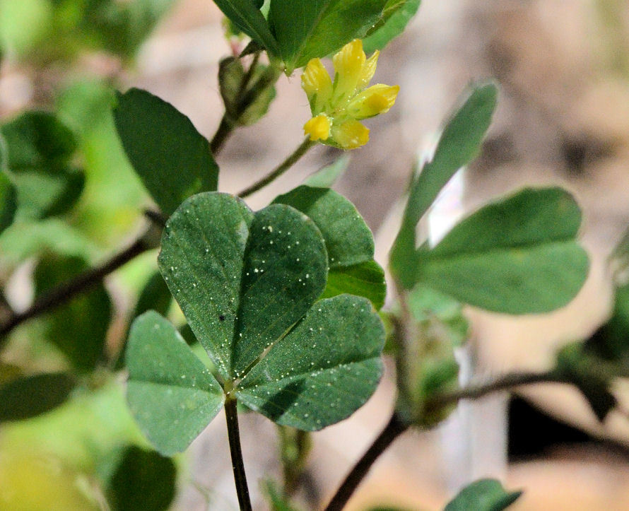 Image of Lesser Hop Trefoil