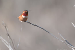 Image of Allen's Hummingbird