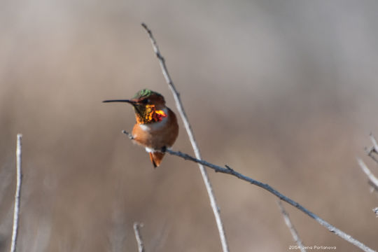 Image of Allen's Hummingbird