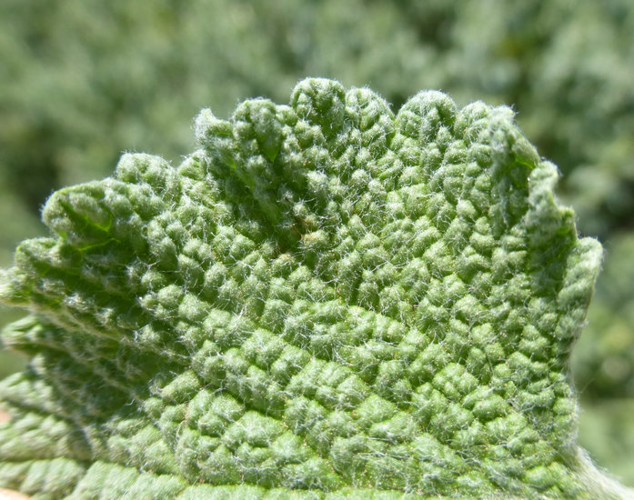 Imagem de Marrubium vulgare L.