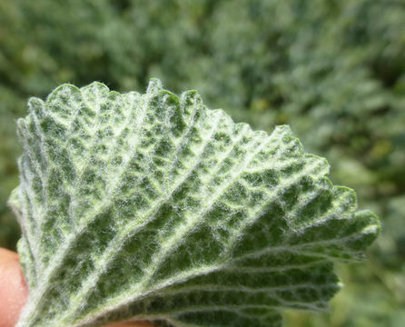 Image of horehound