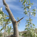 Image of Russian olive