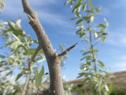 Image of Russian olive