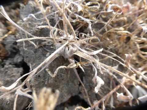 Image of dwarf dwarf-cudweed