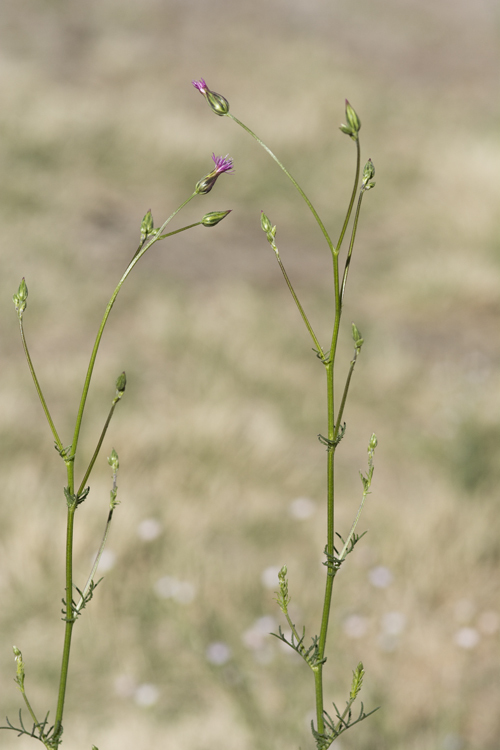 Image of common crupina