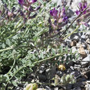 Image of <i>Astragalus <i>tephrodes</i></i> var. tephrodes
