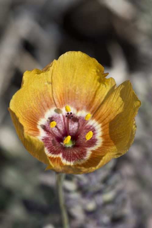Image of Chihuahuan flax