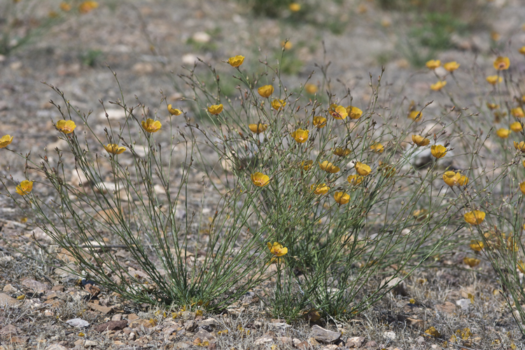 Image of Chihuahuan flax