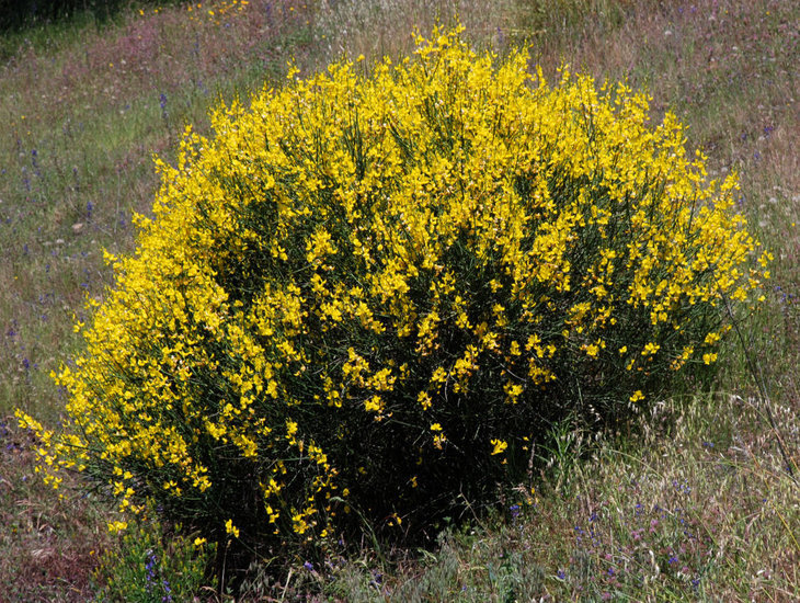 Image of Spanish broom