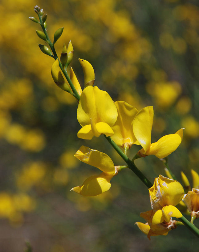 Image of Spanish broom