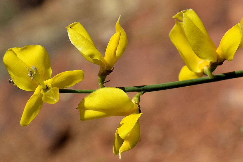 Image of Spanish broom