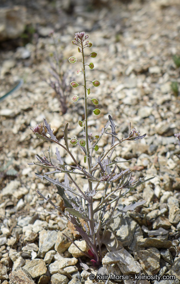 Image of Thysanocarpus laciniatus var. rigidus Munz