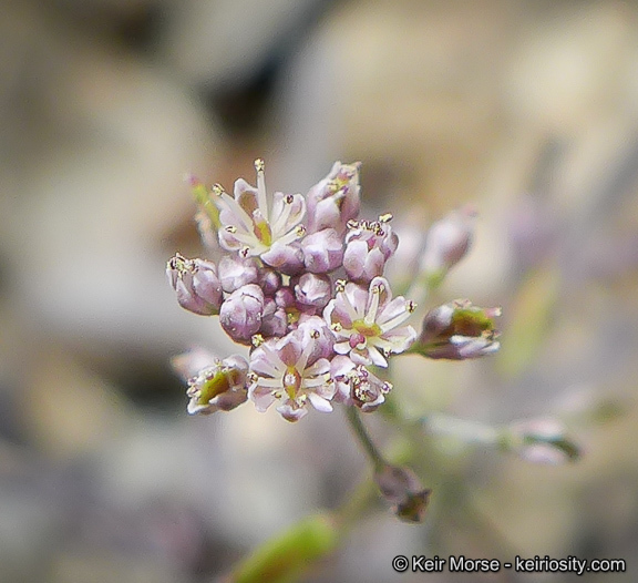 Image of Thysanocarpus laciniatus var. rigidus Munz