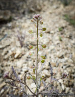 Image of Thysanocarpus laciniatus var. rigidus Munz