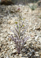 Image of Thysanocarpus laciniatus var. rigidus Munz