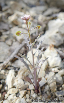 Image of Thysanocarpus laciniatus var. rigidus Munz