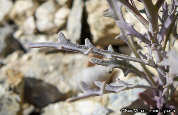 Image of Thysanocarpus laciniatus var. rigidus Munz