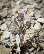 Image of Thysanocarpus laciniatus var. rigidus Munz