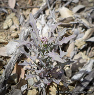 Image of Thysanocarpus laciniatus var. rigidus Munz