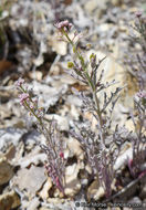 Image of Thysanocarpus laciniatus var. rigidus Munz