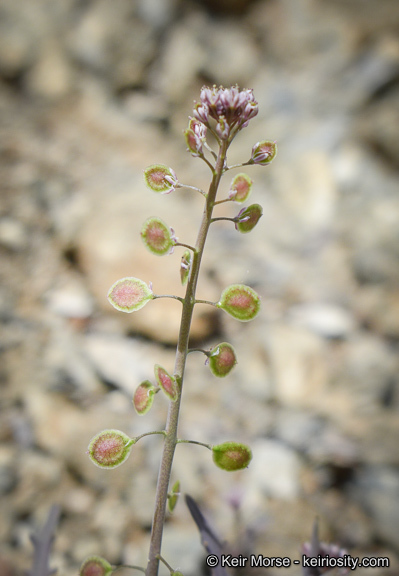 Image of Thysanocarpus laciniatus var. rigidus Munz