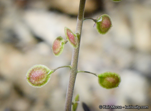 Image of Thysanocarpus laciniatus var. rigidus Munz