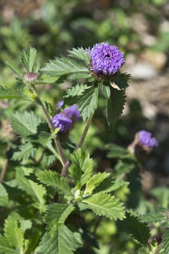 Plancia ëd Centratherum punctatum Cass.