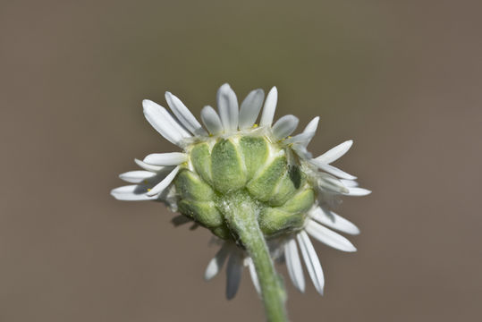 Слика од Lasiospermum bipinnatum (Thunb.) Druce