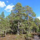 Image of Scotch Pine