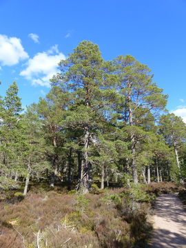 Image of Scotch Pine