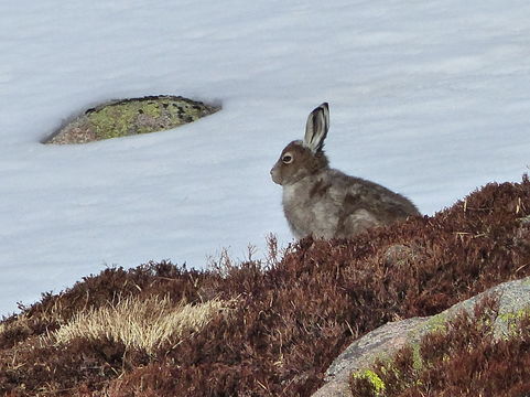 Image of Arctic Hare