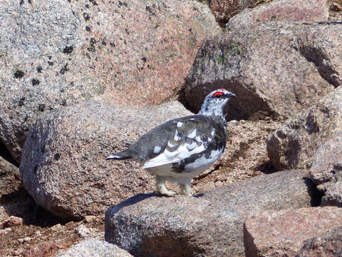 Image of Ptarmigan