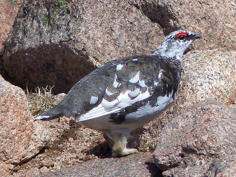 Image of Ptarmigan