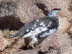 Image of Ptarmigan