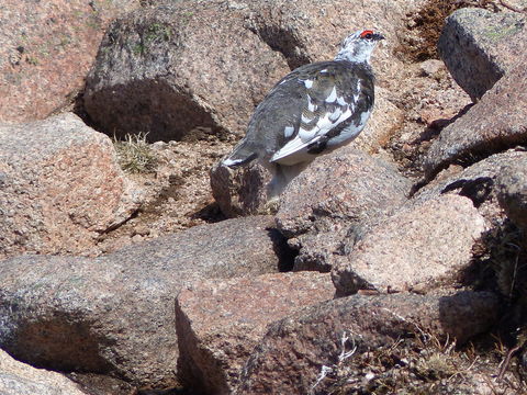 Image of Ptarmigan