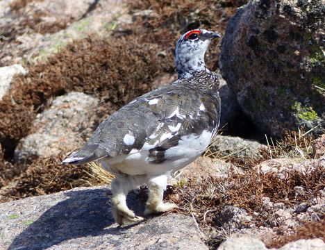 Image of Ptarmigan