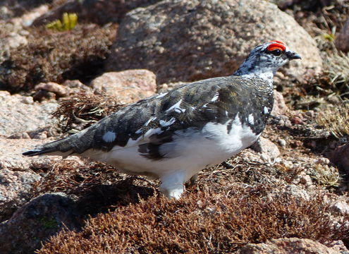 Image of Ptarmigan