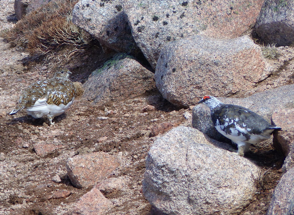 Image of Ptarmigan