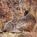 Image of Red Grouse