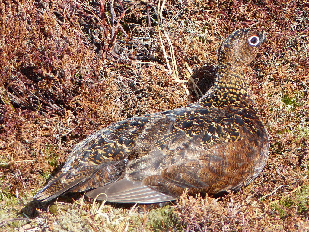 Imagem de Lagopus lagopus scotica (Latham 1787)