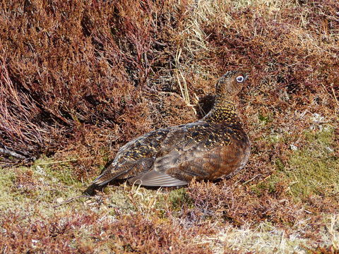 Слика од Lagopus lagopus scotica (Latham 1787)