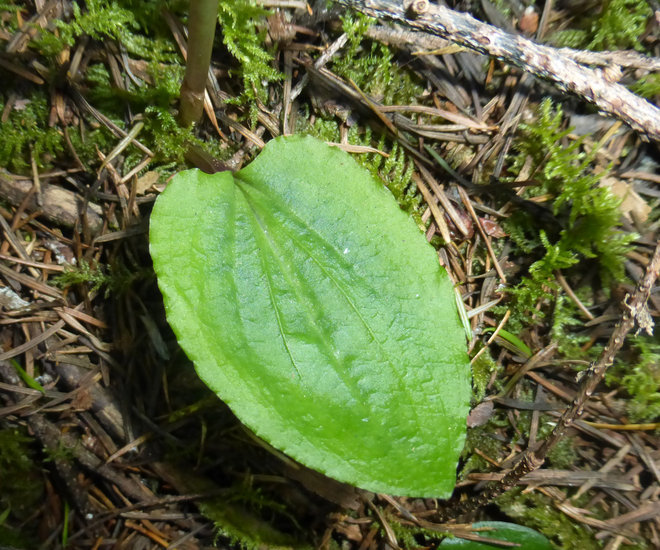 Image of Calypso orchid